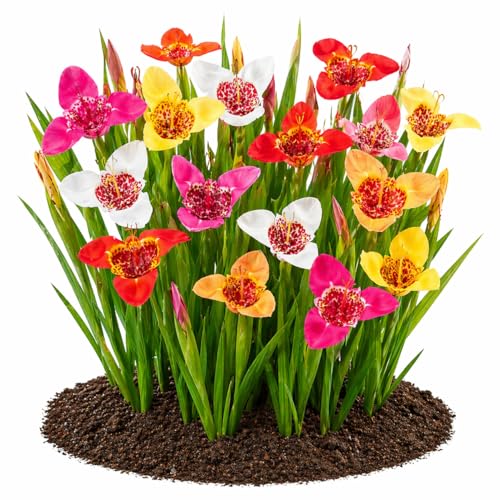 Votaniki Tigridia Kaleidoscope Mix Tiger Flower Bulbs Mixed Color Summer Bloom Garden Plants Full Sun to Partial Sun Outdoor Planting Cut Flower Use (Pack of 100)
