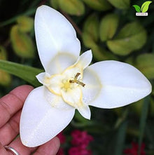 Votaniki Tigridia Pavonia Alba Immaculata Bulbs White Mexican Shell Flower Summer Bloom Garden Plants Cut Flower Use Sun to Part Sun Outdoor Planting (Pack of 100)