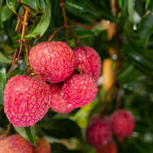 Live Mauritius Lychee Tree – Litchi chinensis | Tropical Lychee Fruit Tree Live Plant in 4 Inch Pot | Sweet & Fragrant Exotic Plant | Healthy Live Plant | Pack of 5