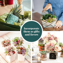 Shop Succulents Coastal Succulent Bulk Plant Pack Collection – Live Mini Succulent Plants, Ocean-Inspired Colors & Textures, Low Maintenance Houseplants – Beach Decor, Gifts & Garden, 2" Pots