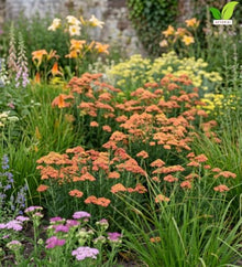 Votaniki Achillea Firefly Peach Sky Yarrow Live Perennial #1 Size Root XXL with Peach Orange Flowers Pollinator Friendly Plant for Borders Containers and Cut Flower Gardens