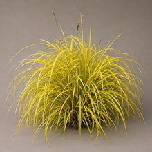 Classy Groundcovers: Everillo Sedge, 25 Pots - 3 1/4 in.