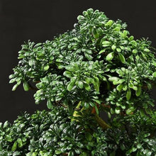 YXIANG56Q Fake Plants Simulation Tree Bonsai to Improve Feng Shui Bring Good Luck Decorations Entryway Living Room Decorative Ornaments Bonsai Tree