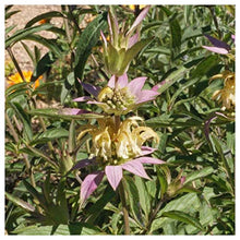 Everwilde Farms 1 Lb Spotted Bee Balm Native Wildflower Seeds Gold Vault