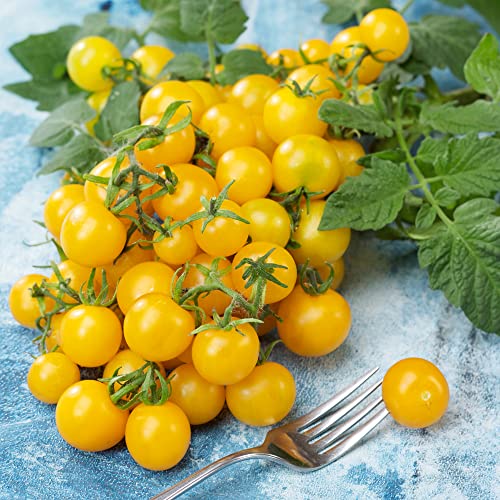 Mountain Valley Hybrid Seeds Lemon Drop Imp. F1 Hybrid Tomato Seeds 4 Oz Yellow