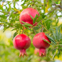 Votaniki Kara Bala Miursal Pomegranate Live Fruit Tree Plant 2 to 3 Ft Tall Cold Hardy Variety with Sweet Dark Red Fruit for Home Orchards Edible Gardens and Containers