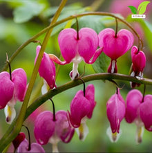 Votaniki's Pink Bleeding Heart Dicentra Spectabilis Live Plant Root Shade Perennial Spring Bloom Heart Shaped Flowers Deer Resistant Garden Plant for Borders Containers Woodland Gardens (Pack of 50)