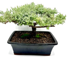 Live Dwarf Juniper Bonsai Tree 15+Years Old | Juniper or Jade Bonsai Tree | Indoor/Outdoor | 100% Handcrafted| Home and Office Décor | Best Gift for Holiday (style4)
