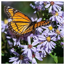 Everwilde Farms - 1 Lb Sky Blue Aster Native Wildflower Seeds - Gold Vault