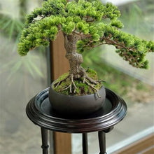 M3b6G8p1 bonsai pot stand Vintage 3 Legged Redwood Bonsai Base