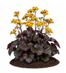 Votaniki Ligularia Midnight Lady #1 Size Root Dark Green Purple Blushed Foliage Golden Orange Flowers for Moist Borders Pollinator Gardens and Wet Site Planting