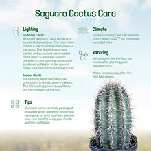 The Cactus Outlet Live Saguaro Cactus 3’ Green