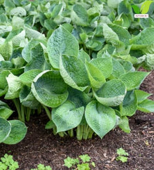 Votaniki Hosta Abiqua Drinking Gourd Bare Root Perennial Plant Dark Blue Green Cupped Foliage Shade Garden Plant White Summer Flowers Slug Resistant Woodland Accent (Pack of 25)