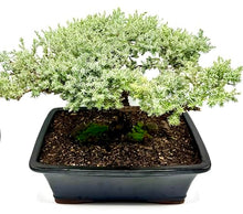 Live Dwarf Juniper Bonsai Tree 15+Years Old | Juniper or Jade Bonsai Tree | Indoor/Outdoor | 100% Handcrafted| Home and Office Décor | Best Gift for Holiday (style4)