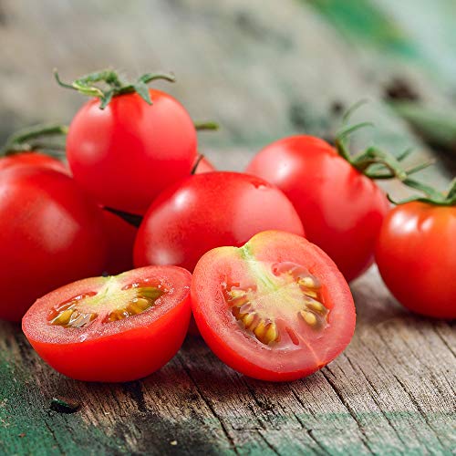 Mountain Valley Seed Co Tomato Seeds Tiny Tim 1 Lb ~160,000 Seeds Non-GMO