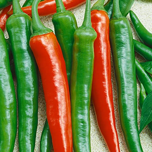 Mountain Valley Hybrid Seeds Thai Scorpion F1 Hybrid Hot Pepper Seeds 4 Oz