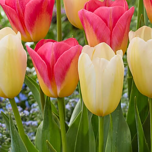 Garden State Bulb Color Splash Mix Triumph Tulip Flower Bulbs, 11/12cm (Bag of 250)