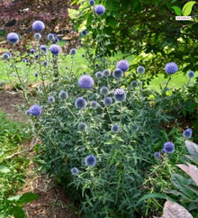 Votaniki Echinops Bannaticus 'Blue Glow' (Globe Thistle) #1 Size Root for Planting – Hardy Perennial with Spiky Blue Blooms | Perennial Fowers for Pollinators & Cut Flowers (25 Pack)