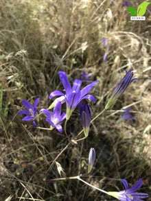 Votaniki Brodiaea Elegans Bulbs for Planting Elegant Cluster Lily Violet Blue Flowers Late Spring to Summer Blooming Drought Tolerant Garden Beds Borders Rock Garden Outdoor Growing (Pack of 250)