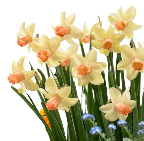 Cyclamineus Narcissus Prototype Bulbs for Planting Pink Yellow Daffodil Bulbs Reflexed Petals Early Spring Flower Bulbs for Garden Beds Borders Containers Outdoor Planting (Pack of 250)