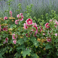 Votaniki Alcea Rosea ‘Fiesta Time’ (Hollyhock) 3 Inch Pot Live Plant – Dwarf Perennial with Double Pink Flowers for Summer | Compact, Deer-Resistant & Easy to Grow (25 Pack)