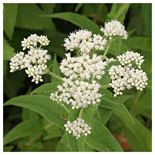 Everwilde Farms - 1 Lb Boneset Native Wildflower Seeds - Gold Vault
