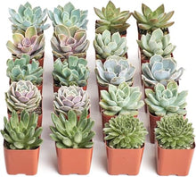 Shop Succulents Wild Rosette Succulent Plant Pack – Live Mini Rosette Succulents, Variety of Colors & Textures, Easy Care Plants – Home Decor, Gifts & Succulent Garden, 2" Pots