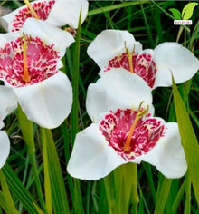 Votaniki Tigridia Pavonia Alba Grandiflora Bulbs for Planting White Tiger Flower Summer Blooming Perennial Easy to Grow Garden Beds Borders Containers Cut Flowers (250 Pack)