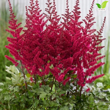 Votaniki Visions Volcano Astilbe chinensis Bright Pink Flowering Herbaceous Perennial No 1 Size Bare Root for Shaded Borders Containers Cutting Gardens and Pollinator Areas