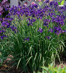 Votaniki Iris sibirica Caesar's Brother Siberian Iris Top Size Grade #1 Bare Root, Deep Purple Flowers for Borders, Rain Gardens, Cut Flowers and Water Features