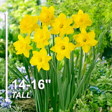 Garden State Bulb Narcissus Trumpet Dutch Master Daffodil Flower Bulbs, 14/16cm, Fall Planting (Bag of 250)