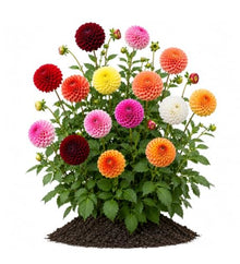Votaniki Giant Ball Dahlia Mixture Top Size Tuber Clump with Large Mixed Color Double Blooms for Sunny Borders, Cut Flower Gardens, Group Plantings and Summer Displays