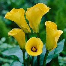 Votaniki Calla Lily 'Strong Gold' Bulbs — Hardy Perennial, Golden Yellow Blooms for Summer Gardens & Cut Flower Arrangements | Summer Flowering, Easy to Grow Perennial (25 Pack)