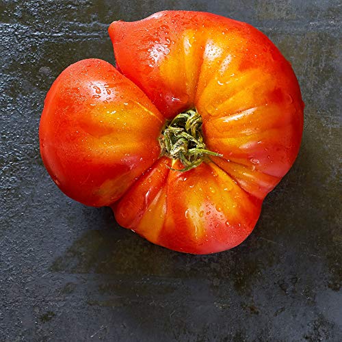 Mountain Valley Seed Company Tomato Seeds - Flame 1 Lb Non-GMO Heirloom Annual