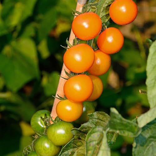 Mountain Valley Seed Co Sungold Hybrid Tomato Seeds 5000 Seeds F1 Non-GMO