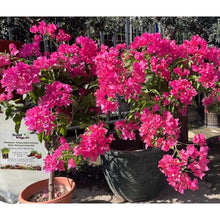 Crystal Water Retention for Supplying Water to Plants (40 pounds)
