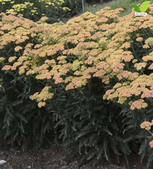 Votaniki Achillea Firefly Peach Sky Yarrow Live Perennial #1 Size Root XXL with Peach Orange Flowers Pollinator Friendly Plant for Borders Containers and Cut Flower Gardens