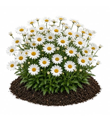 Votaniki White Mountain Shasta Daisy Bare Roots Compact White Summer Flowering Perennial with Yellow Centers for Borders Cottage Gardens Pollinator Beds and Cut Flowers (Pack of 50)