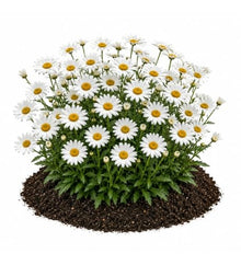 Votaniki White Mountain Shasta Daisy Bare Roots Compact White Summer Flowering Perennial with Yellow Centers for Borders Cottage Gardens Pollinator Beds and Cut Flowers (Pack of 50)