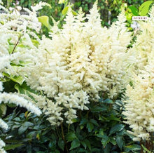 Votaniki Astilbe Avalanche Bare Root Perennial White Flowering Shade Plant Fragrant Plumes for Garden Borders Woodland Beds Cut Flower Landscaping Use (Pack of 25)