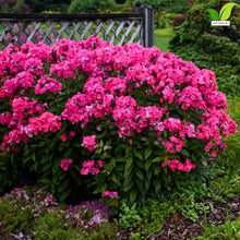Votaniki Glamour Girl Tall Garden Phlox #1 Size Root, Hot Coral Pink Flowers, Dark Purple Stems, 32 Inch Summer Perennial for Sunny Borders, Pollinator and Cut Flower Gardens