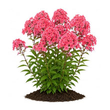 Votaniki Glamour Girl Tall Garden Phlox #1 Size Root, Hot Coral Pink Flowers, Dark Purple Stems, 32 Inch Summer Perennial for Sunny Borders, Pollinator and Cut Flower Gardens