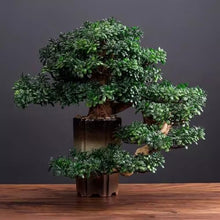 YXIANG56Q Fake Plants Indoor Fake Tree Potted Plant Ornaments Desktop Jewelry Entrance Decoration Simulation Tree Decoration High-Grade Artificial Bonsai Bonsai Tree