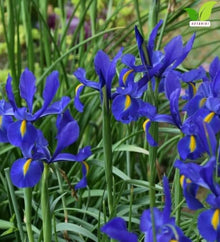 Votaniki Iris hollandica Blue Magic Dutch Iris Bulbs Deep Violet Blue Spring and Early Summer Blooming Flowers for Borders Landscaping Cottage Gardens and Cut Flower Displays