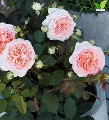 Votaniki Parfuma Bliss Floribunda Rose Bare Root Plant Creamy Pink Apricot Double Blooms Fragrant Repeat Flowering Disease Resistant Shrub Rose for Gardens Landscapes (6 Pack)