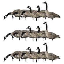 Avian-X AXP Honkers Fusion Pack Full Body Canada Goose Decoys Multicolor