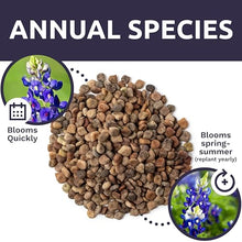 Bulk Texas Bluebonnet Wildflower Seeds - 5 Pounds - Over 80,000 Native Seeds - Texas State Flower!