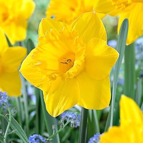 Garden State Bulb Narcissus Trumpet Dutch Master Daffodil Flower Bulbs, 14/16cm, Fall Planting (Bag of 250)