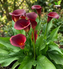 Votaniki Majestic Red Calla Lily Top Size Bulbs for Cut Flowers, Deep Red Summer Blooms with Speckled Foliage, Container and Border Garden Plant for Full Sun Landscapes