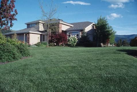 Award Kentucky Bluegrass Seed (25 Lbs.)